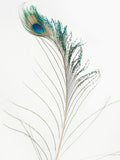 Poster: Peacock, av Susanne Snaar