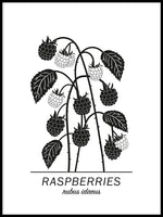 Poster: Raspberries, av Paperago