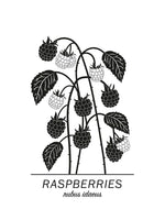 Poster: Raspberries, av Paperago