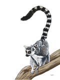 Poster: Ringtailed Lemur, av Stefanie Jegerings