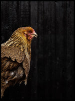 Poster: Rooster, av Utgångna produkter