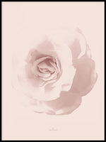 Poster: Rosy Rose, av Utgångna produkter