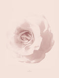 Poster: Rosy Rose, av Utgångna produkter