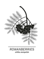 Poster: Rowanberries, av Paperago