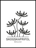 Poster: Skogskaprifol, Bohusläns landskapsblomma, av Paperago