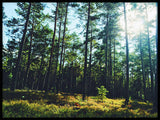 Poster: Smålands skogar, av Utgångna produkter