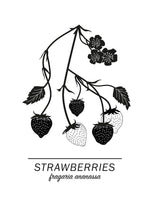 Poster: Strawberries, av Paperago