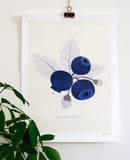 Poster: Svenska bär, blåbär, av Fröken Fräken Form