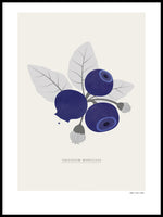 Poster: Svenska bär, blåbär, av Fröken Fräken Form