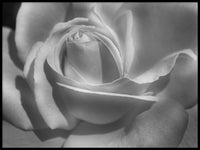 Poster: The rose, av Utgångna produkter