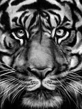 Poster: Tiger, av Gabriella Roberg