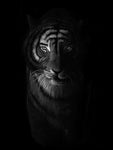 Poster: Tiger in the dark, av Per Svanström
