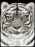 Poster: Tiger, av Utgångna produkter