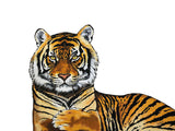 Poster: Tiger, av Stefanie Jegerings