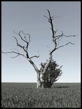 Poster: Trädet, av Utgångna produkter
