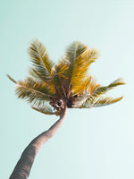 Poster: Tropical 7, av Susanne Snaar
