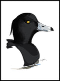 Poster: Tufted duck, av Utgångna produkter