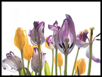 Poster: Tulips, av Vesa Aaltonen Photography