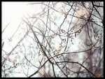 Poster: Vårens strålar, av Fotograf Ulrica