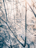 Poster: Vinterns magi, av Fotograf Ulrica