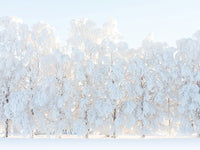 Poster: Vinterträd, av EMELIEmaria