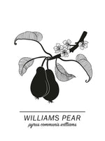 Poster: Williams Pear, av Paperago